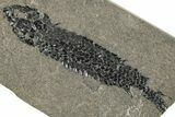 Devonian Lobed-Fin Fish (Osteolepis) Fossil - Scotland #240753-1